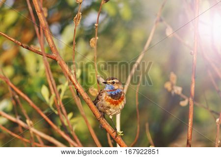 Bluethroat good sunny morning singing song with sunny hotspot, birds and animals in the wild life, bird in the native environment
