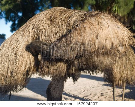 Australia Monkey Mia 01/04/2015 Australian emu cleaning itself