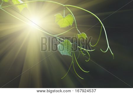 gentle young green grape leaves and mustache on grapevine in the spring closeup spring background