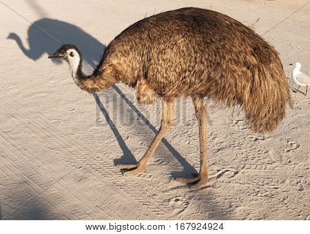 Australia Monkey Mia 01/04/2015 Australian emu walking through an outback car park