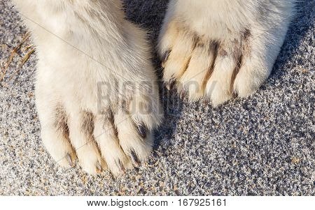 Polar Bear Paws