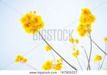 Yellow cotton flowers Silk Cotton flowers Tree beautiful in sky
