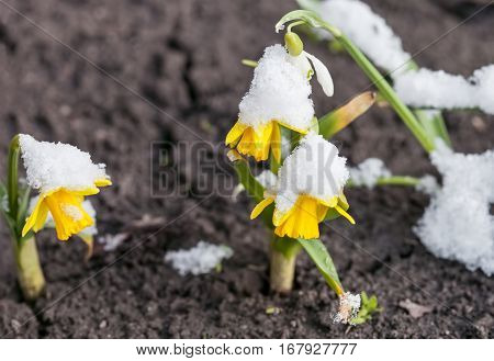 Yellow daffodils growing in early spring primroses are covered with snow blooming spring flowers