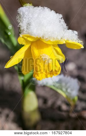Yellow daffodils growing in early spring primroses are covered with snow blooming spring flowers
