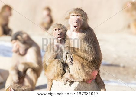 Macaque Monkey Resting