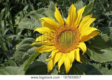 A Single Sun Flower In A Field Of Sunflowers.