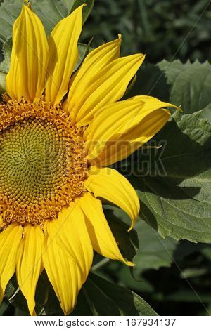 A Single Sun Flower In A Field Of Sunflowers.