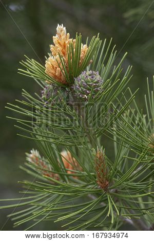 Lace-bark pine (Pinus bungeana). Pollen cones and seed one