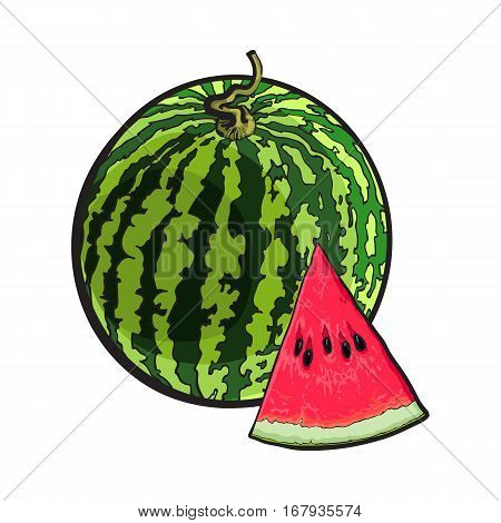 Whole striped watermelon with curled up tail and triangular piece with seeds, sketch style vector illustration isolated on white background. Realistic hand drawing of whole ripe watermelon and slice