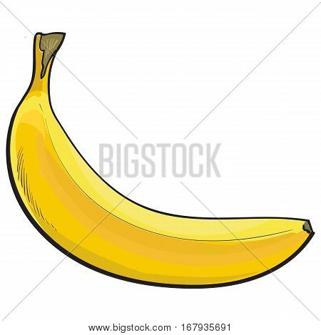 One unopened, unpeeled ripe banana, sketch style vector illustration isolated on white background. Realistic hand drawing of single unopened ripe banana