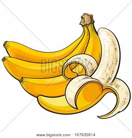 bananas, one open, another unopened and unpeeled, sketch style vector illustration isolated on white background. Realistic hand drawing of open and unopened ripe bananas