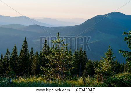Landscape with fog in mountains and rows of trees in Carpathian mountains