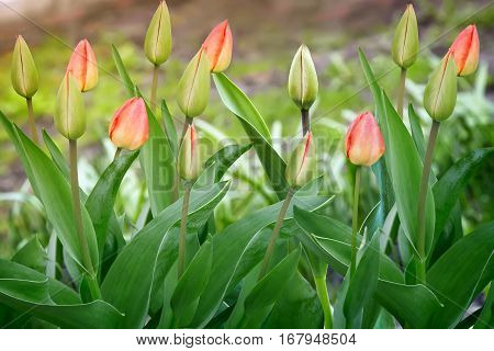 In the flower bed in the garden grew young green shoots of the leaves of a Tulip start to bloom buds.