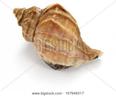 tsubu gai, ezo neptune, japanese whelk, neptunea polycostata scarlato