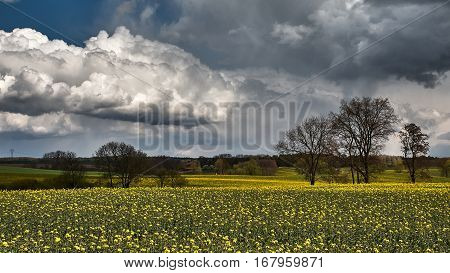 Clouds over a yellow rape field with trees