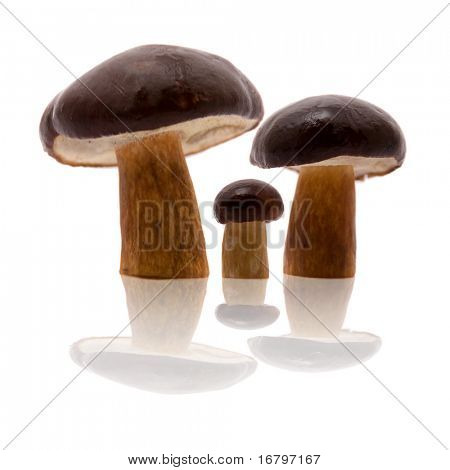 Drie paddenstoelen, geïsoleerd