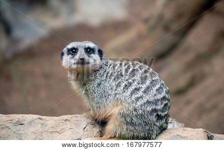 Сurious meerkat. Was shot in Spain, Tenerife Island.