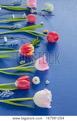 Variety of colorful spring flowers on blue background