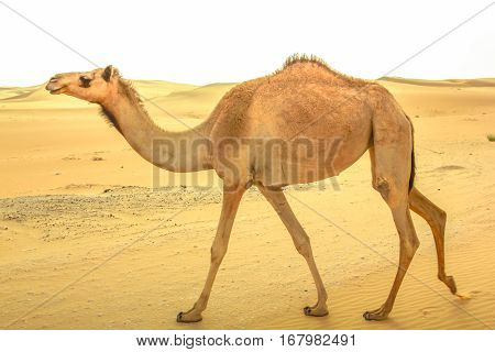 A lonely young wild dromedary, Camelus dromedarius, also called Arabian camel, walkin on the sand desert in Dubai, United Arab Emirates. Middle East travel concept. Copy space.