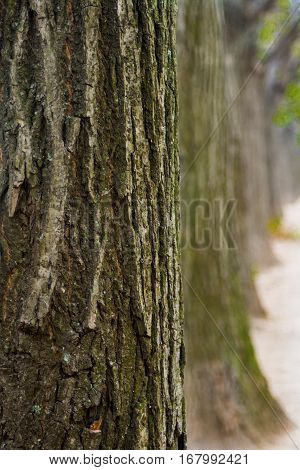 Tree bark close up with trees in the background
