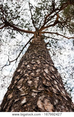 A large tree grows high into the sky