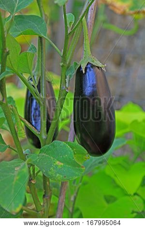 Aubergines (Solanum melongena) on the plant in the garden