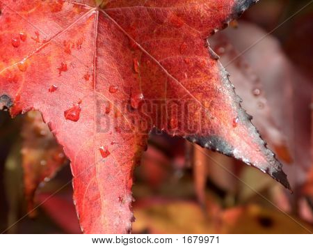 Autumn odchodzi