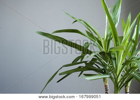 Green Leaves Of Palm Trees On A Gray Background. Jukka Office