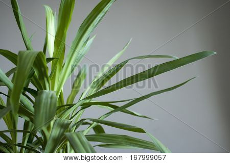 Green Leaves Of Palm Trees On A Gray Background. Jukka Office
