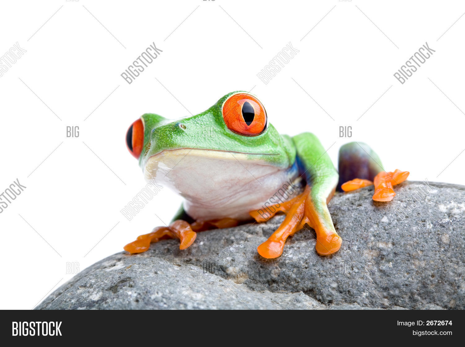 Frog On Rock Image & Photo (Free Trial) | Bigstock