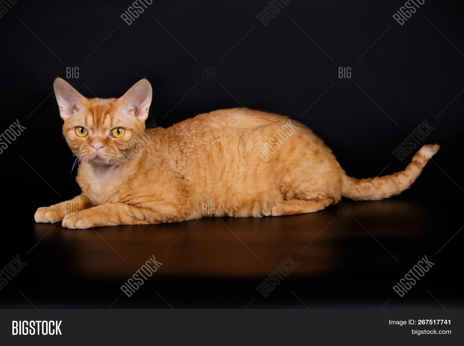 orange devon rex