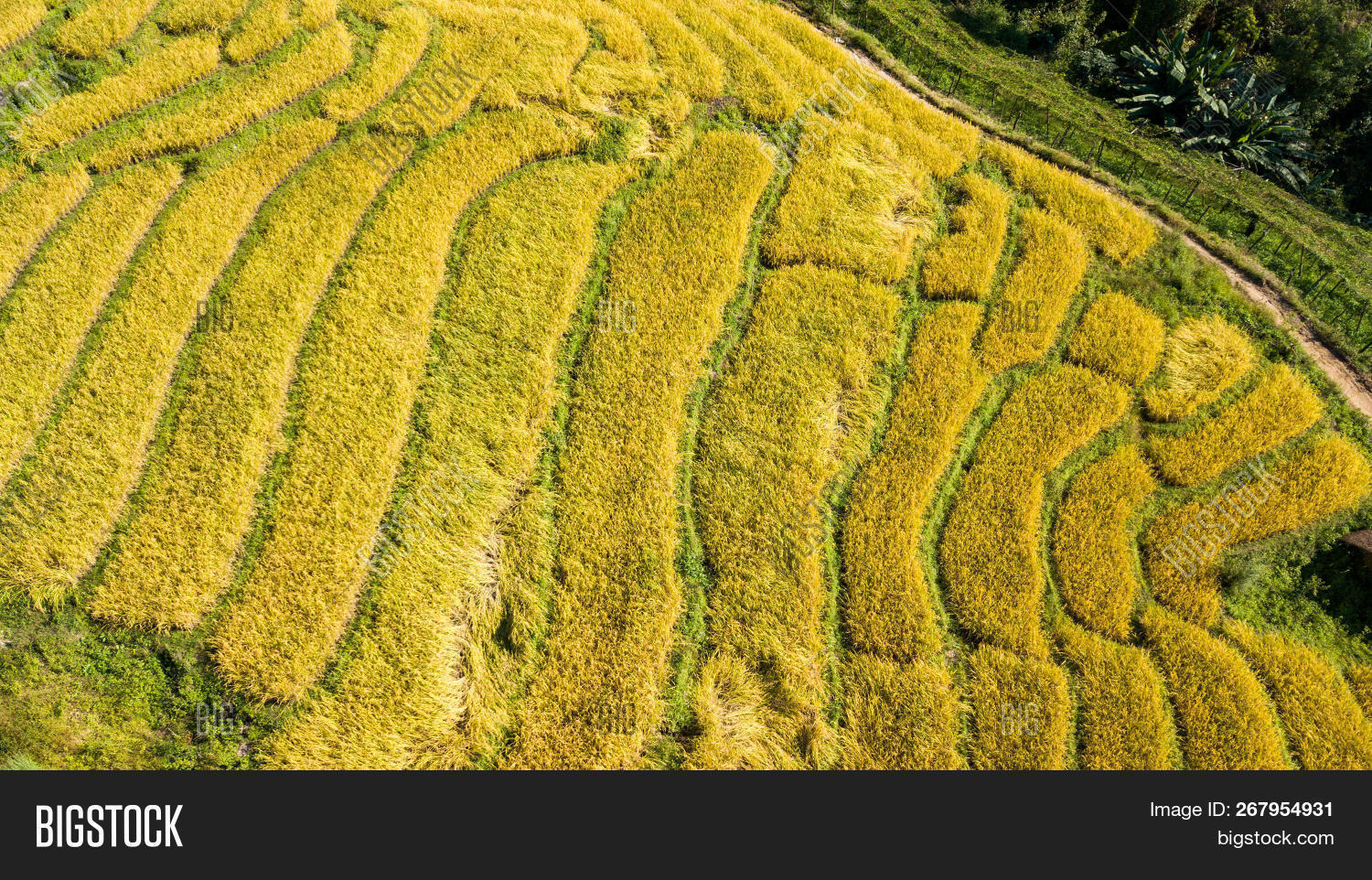 Most Beautiful Rice Image & Photo (Free Trial) | Bigstock