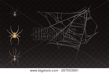 Vector Collection Of Realistic Cobweb And Spider. Web With Insect Isolated On Dark Background. White
