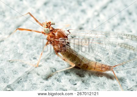 Mayfly Insect On A White Background Close-up.