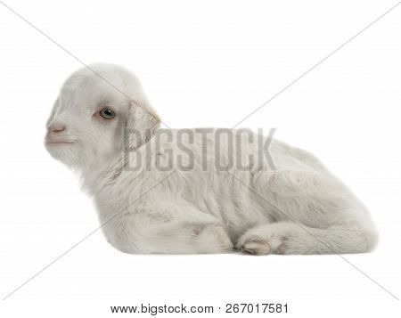 Little Goat Isolated On A White Background