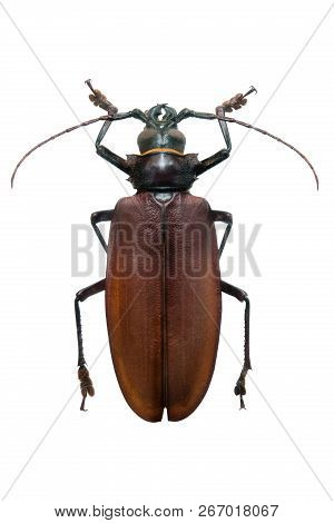 Beetle Titanus Giganteus Isolated On White Background