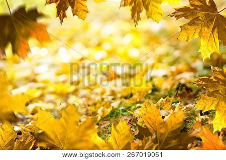 Autumn Background. Fallen Leaves On The Ground In The Grass. Autumn Frame.
