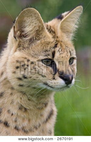Serval