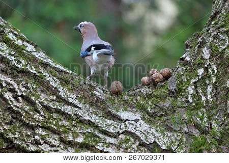 Eurasian Jay (garrulus Glandarius) Looking For Food.