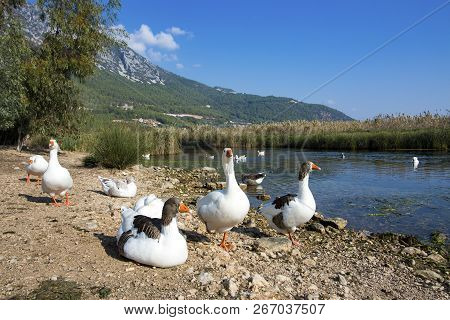 Azmak River, Akyaka, Mugla, Turkey. Nature Composition.