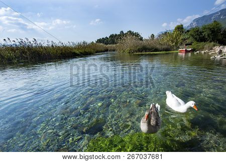 Azmak River, Akyaka, Mugla, Turkey. Nature Composition.