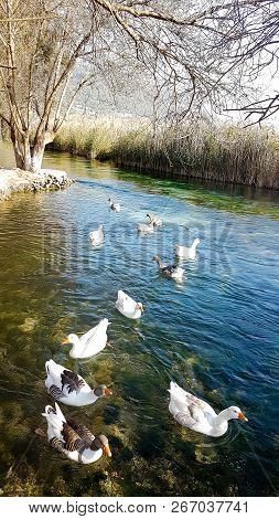 Azmak River, Akyaka, Mugla, Turkey. Nature Composition.