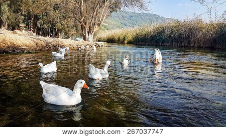 Azmak River, Akyaka, Mugla, Turkey. Nature Composition.