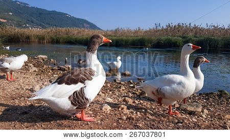 Azmak River, Akyaka, Mugla, Turkey. Nature Composition.