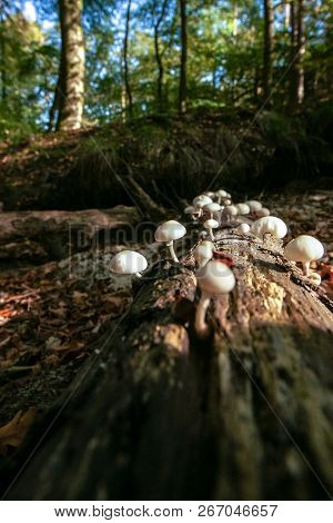 Fallen Dead Tree Trunk With Striking Atmospheric Sunlight In An Autumn Forest. Slimy White Fungi Tak