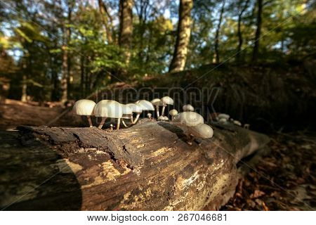 Fallen Dead Tree Trunk With Striking Atmospheric Sunlight In An Autumn Forest. Slimy White Fungi Tak