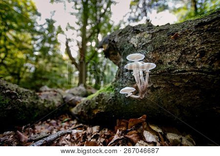 Fallen Dead Tree Trunk In An Autumn Forest. Slimy White Fungi Take Over Tree Stump As Part Of A Natu