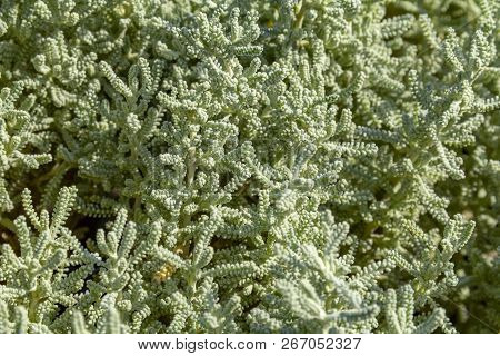 Full Frame Green Succulent Plant Stipes Closeup In Sunny Ambiance