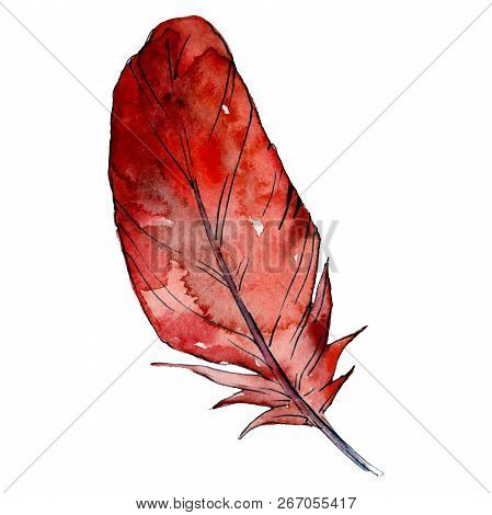 Red Feater. Watercolor Bird Feather From Wing Isolated. Aquarelle Feather For Texture. Background Se