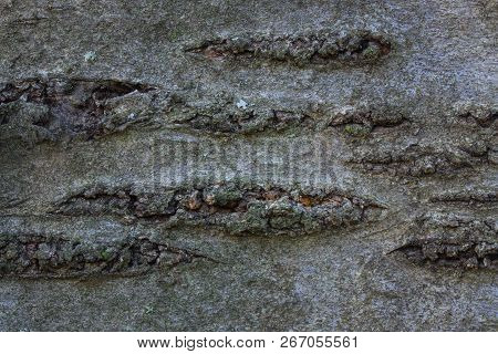 Texture Of Gray Tree Bark With A Non-smooth Surface And Horizontal Natural Patterns With Lines Close